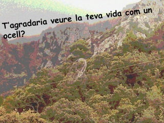 T’agradaria veure la teva vida com un ocell? 