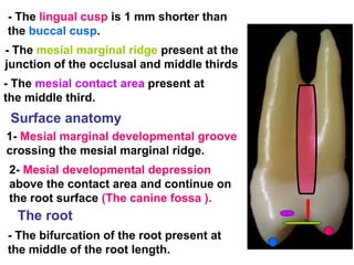 Max. first Premolars Lecture , Dental Anatomy | PDF