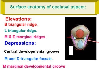 Max. first Premolars Lecture , Dental Anatomy | PPT