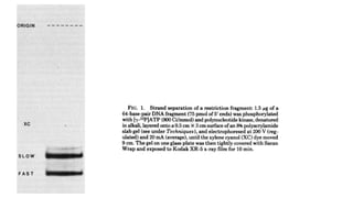 Maxam gilbert method for DNA Sequencing | PPTX