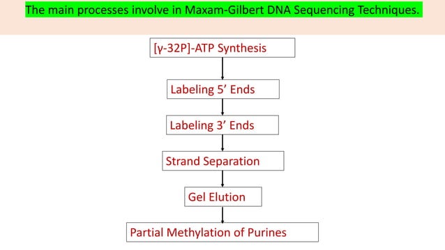 Maxam gilbert method for DNA Sequencing | PPTX