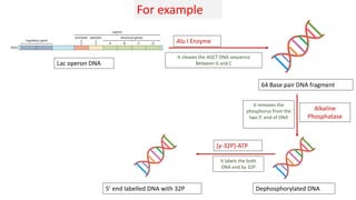 Maxam gilbert method for DNA Sequencing | PPTX