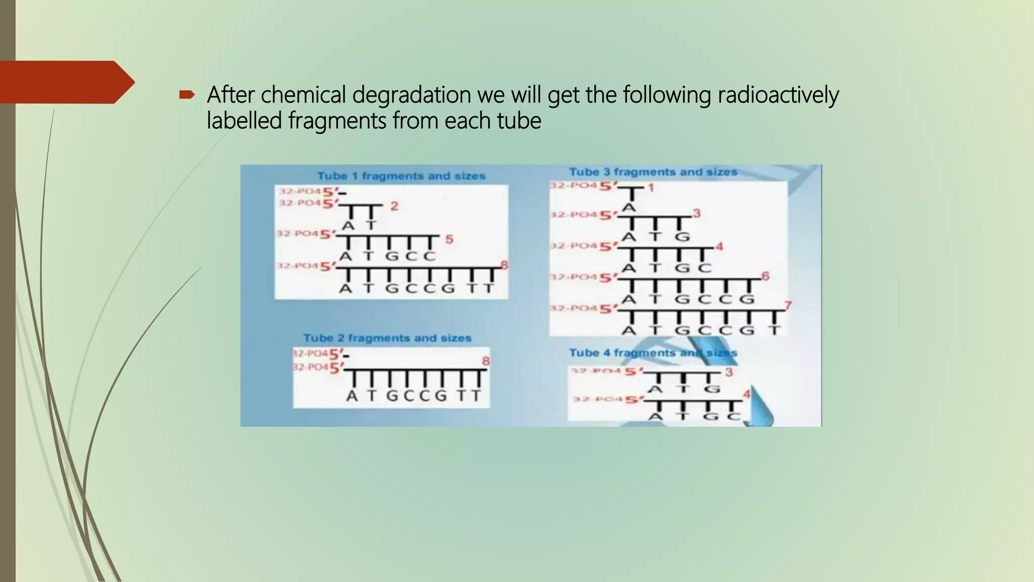 Maxam gilbert sequencing method | PPTX