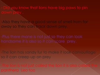 - Did you know that lions have big paws to pin down prey .-Also they have a good sense of smell from far away so they can track down prey.-Plus there mane is not just so they can look handsome it is also so it can scare  prey.-The lion has sandy fur to make it look camouflage so it can creep up on prey -The lion is not just called the lion it is also called the panthera  Leo too