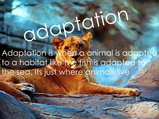 adaptationAdaptation is when a animal is adapted to a habitat like the fish is adapted to the sea. Its just where animals live