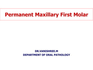 Permanent Maxillary First Molar
DR.VANISHREE.M
DEPARTMENT OF ORAL PATHOLOGY
 
