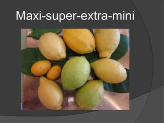 Maxi-super-extra-mini 