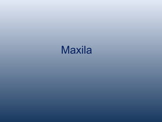 Maxila
 