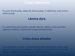 Canais radiculares
É a parte final da polpa, abaixo da câmara pulpar. É radiolúcida, assim como a
câmara pulpar.
Lâmina dura
É a cortical óssea que envolve a porção radicular. Aparece como uma linha
radiopaca contínua, contornando o espaço pericementário.
Crista óssea alveolar
Entre um dente e o outro, a continuidade da lâmina dura forma a crista óssea
alveolar. É uma estrutura radiopaca. Ela pode ter a forma de crista, forma de
bisel que é ligeiramente inclinada, ou a forma de mesa.
 