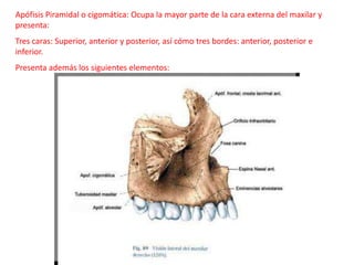 Apófisis Piramidal o cigomática: Ocupa la mayor parte de la cara externa del maxilar y
presenta:
Tres caras: Superior, anterior y posterior, así cómo tres bordes: anterior, posterior e
inferior.
Presenta además los siguientes elementos:
 