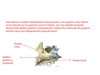 Cara interna o medial: está dividida en dos porciones, una superior y otra inferior
   en la unión de sus ¾ superiores con el ¼ inferior , por una saliente horizontal
   denominada Apófisis palatina u horizontal de l maxilar. Por encima de ella queda la
   porción nasal y por debajo de ella la porción bucal




             Porción
             nasal



Apófisis
palatina u                                                          Porción bucal
horizontal
 