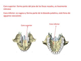 Cara superior: forma parte del piso de las fosas nasales, es levemente
cóncava
Cara inferior: es rugosa y forma parte de la bóveda palatina, está llena de
agujeros vasculares


                                                   Cara inferior
                   Cara superior
 
