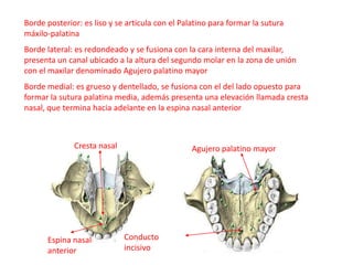 Borde posterior: es liso y se articula con el Palatino para formar la sutura
máxilo-palatina
Borde lateral: es redondeado y se fusiona con la cara interna del maxilar,
presenta un canal ubicado a la altura del segundo molar en la zona de unión
con el maxilar denominado Agujero palatino mayor
Borde medial: es grueso y dentellado, se fusiona con el del lado opuesto para
formar la sutura palatina media, además presenta una elevación llamada cresta
nasal, que termina hacia adelante en la espina nasal anterior



              Cresta nasal                       Agujero palatino mayor




      Espina nasal           Conducto
      anterior               incisivo
 