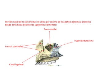 Porción nasal de la cara medial: se ubica por encima de la apófisis palatina y presenta
desde atrás hacia delante los siguientes elementos:
                                       Seno maxilar



                                                                      Rugosidad palatina

Crestas conchales




    Canal lagrimal
 