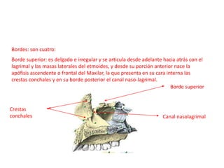 Bordes: son cuatro:
Borde superior: es delgado e irregular y se articula desde adelante hacia atrás con el
lagrimal y las masas laterales del etmoides, y desde su porción anterior nace la
apófisis ascendente o frontal del Maxilar, la que presenta en su cara interna las
crestas conchales y en su borde posterior el canal naso-lagrimal.
                                                                        Borde superior



Crestas
conchales                                                          Canal nasolagrimal
 