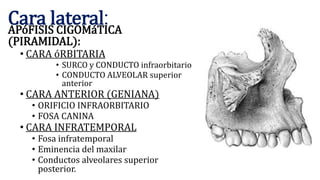 Maxilar.pptx