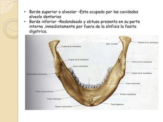 • Borde superior o alveolar –Esta ocupado por las cavidades
  alveolo dentarios
• Borde inferior –Redondeado y obtuso presenta en su parte
  interna ,inmediatamente por fuera de la sínfisis la fosita
  digstrica.
 
