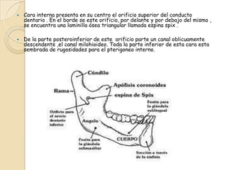    Cara interna presenta en su centro el orificio superior del conducto
    dentario . En el borde se este orificio, por delante y por debajo del mismo ,
    se encuentra una laminilla ósea triangular llamada espina spix .

   De la parte posteroinferior de este orificio parte un canal oblicuamente
    descendente ,el canal milohioideo. Toda la parte inferior de esta cara esta
    sembrada de rugosidades para el pterigoneo interno.
 