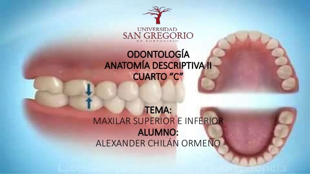 Maxilares Superiores E Inferiores Anatomia