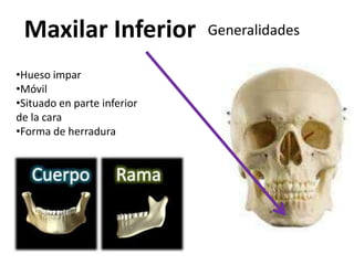 Maxilar Inferior            Generalidades

•Hueso impar
•Móvil
•Situado en parte inferior
de la cara
•Forma de herradura
 