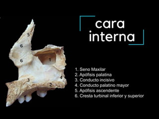 Maxilar superior | PPT