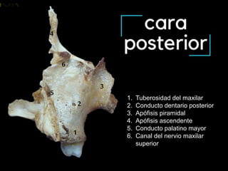 Maxilar superior | PPT