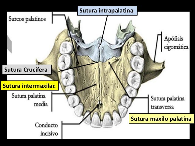 HUESO MAXILAR SUPERIOR