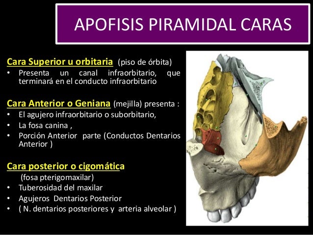HUESO MAXILAR SUPERIOR