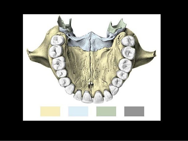 HUESO MAXILAR SUPERIOR