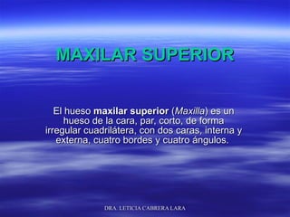 MAXILAR SUPERIOR El hueso  maxilar superior  ( Maxilla ) es un hueso de la cara, par, corto, de forma irregular cuadrilátera, con dos caras, interna y externa, cuatro bordes y cuatro ángulos.  