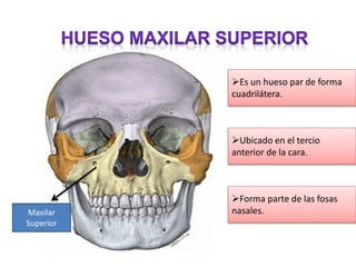 Es un hueso par de forma
cuadrilátera.
Ubicado en el tercio
anterior de la cara.
Forma parte de las fosas
nasales.Maxilar
Superior
 