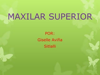 MAXILAR SUPERIOR
        POR:
     Giselle Aviña
        Sitlalli
 