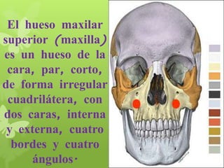 El hueso maxilar
superior (maxilla)
es un hueso de la
cara, par, corto,
de forma irregular
cuadrilátera, con
dos caras, interna
y externa, cuatro
bordes y cuatro
ángulos.