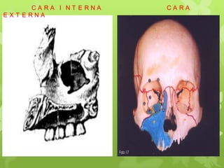 CARA I NT ERNA CARA
EXT ERNA