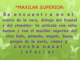 *MAXILAR SUPERIOR*
Se e nc ue nt r a e n e l
centro de la cara, debajo del frontal
y del etmoides. Se articula con estos
huesos y con el maxilar superior del
otro lado, pómulo, unguis, hueso
propio de la nariz, vómer y
c onc ha na s a l
i nf e r i or .
