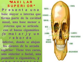 *M A X I L A R
S UP E RI OR *
Pr e s e nt a una
base mayor o interna que
forma parte de la cavidad
nasal, una base menor o
externa que se articula
con el hueso cigomático
(o m a l a r ) y u n
r e bor de
inferior, donde se alojan
los dientes de la arcada
superior. Tiene tres caras,
una anterior o facial, una
posterior o cigomática, y