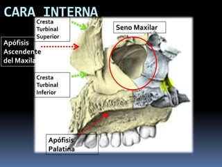 CARA Cresta
       INTERNA
         Turbinal        Seno Maxilar
         Superior
Apófisis
Ascendente
del Maxilar

         Cresta
         Turbinal
         Inferior




              Apófisis
              Palatina
 