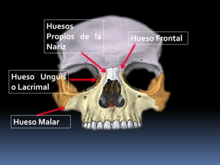 Huesos
       Propios de la   Hueso Frontal
       Nariz


Hueso Unguis
o Lacrimal



Hueso Malar
 