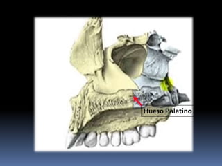 Hueso Palatino
 