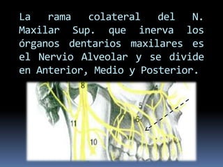 La   rama   colateral   del   N.
Maxilar Sup. que inerva los
órganos dentarios maxilares es
el Nervio Alveolar y se divide
en Anterior, Medio y Posterior.
 
