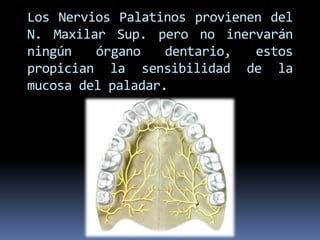 Los Nervios Palatinos provienen del
N. Maxilar Sup. pero no inervarán
ningún   órgano    dentario,  estos
propician la sensibilidad de la
mucosa del paladar.
 