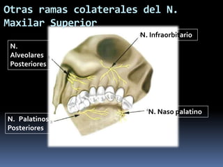 Otras ramas colaterales del N.
Maxilar Superior
                       N. Infraorbitario
 N.
 Alveolares
 Posteriores




                         N. Naso palatino
N. Palatinos
Posteriores
 