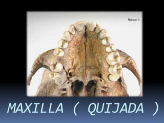 MAXILLA ( QUIJADA )
 