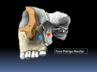 Fosa Ptérigo Maxilar
 