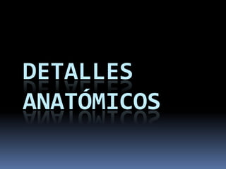DETALLES
ANATÓMICOS
 
