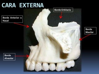 CARA EXTERNA
                   Borde Orbitario


Borde Anterior o
Nasal


                                     Borde
                                     Maxilar




 Borde
 Alveolar
 