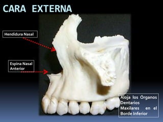 CARA EXTERNA

Hendidura Nasal




  Espina Nasal
  Anterior




                  Aloja los Órganos
                  Dentarios
                  Maxilares en el
                  Borde Inferior
 