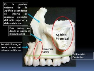 En      la    porción
   externa      de     la
   Apófisis ascendente
   se      inserta     el
   músculo elevador
   del labio superior y
   del ala de la nariz
        Fosa canina, en
        donde se inserta el
        músculo canino
                                          Apófisis
                                          Piramidal
Fosa Mirtiforme, en
donde se inserta el
músculo mirtiforme            Eminencia
                              Canina
                                                      Eminencias
                                                      Dentarias
 