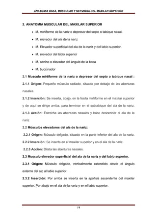 ANATOMIA OSEA, MUSCULAR Y NERVIOSA DEL MAXILAR SUPERIOR




2. ANATOMIA MUSCULAR DEL MAXILAR SUPERIOR

           M. mirtiforme de la nariz o depresor del septo o tabique nasal.

           M. elevador del ala de la nariz

           M. Elevador superficial del ala de la nariz y del labio superior.

           M. elevador del labio superior

           M. canino o elevador del ángulo de la boca

           M. buccinador

2.1 Musculo mirtiforme de la nariz o depresor del septo o tabique nasal :

2.1.1 Origen: Pequeño músculo radiado, situado por debajo de las aberturas

nasales.

2.1.2 Inserción: Se inserta, abajo, en la fosita mirtiforme en el maxilar superior

y de aquí se dirige arriba, para terminar en el subtabique del ala de la nariz.

2.1.3 Acción: Estrecha las aberturas nasales y hace descender el ala de la

nariz

2.2 Músculos elevadores del ala de la nariz:

2.2.1 Origen: Músculo delgado, situado en la parte inferior del ala de la nariz.

2.2.2 Inserción: Se inserta en el maxilar superior y en el ala de la nariz.

2.2.3 Acción: Dilata las aberturas nasales.

2.3 Musculo elevador superficial del ala de la nariz y del labio superior.

2.3.1 Origen: Músculo delgado, verticalmente extendido desde el ángulo

externo del ojo al labio superior.

2.3.2 Inserción: Por arriba se inserta en la apófisis ascendente del maxilar

superior. Por abajo en el ala de la nariz y en el labio superior.




                                          11
 