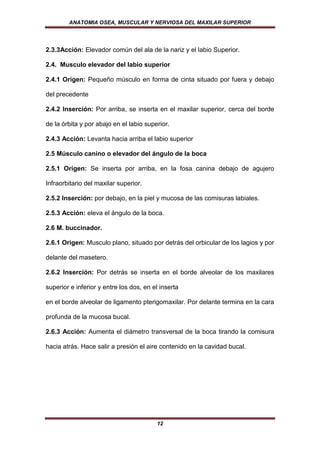 ANATOMIA OSEA, MUSCULAR Y NERVIOSA DEL MAXILAR SUPERIOR




2.3.3Acción: Elevador común del ala de la nariz y el labio Superior.

2.4. Musculo elevador del labio superior

2.4.1 Origen: Pequeño músculo en forma de cinta situado por fuera y debajo

del precedente

2.4.2 Inserción: Por arriba, se inserta en el maxilar superior, cerca del borde

de la órbita y por abajo en el labio superior.

2.4.3 Acción: Levanta hacia arriba el labio superior

2.5 Músculo canino o elevador del ángulo de la boca

2.5.1 Origen: Se inserta por arriba, en la fosa canina debajo de agujero

Infraorbitario del maxilar superior.

2.5.2 Inserción: por debajo, en la piel y mucosa de las comisuras labiales.

2.5.3 Acción: eleva el ángulo de la boca.

2.6 M. buccinador.

2.6.1 Origen: Musculo plano, situado por detrás del orbicular de los lagios y por

delante del masetero.

2.6.2 Inserción: Por detrás se inserta en el borde alveolar de los maxilares

superior e inferior y entre los dos, en el inserta

en el borde alveolar de ligamento pterigomaxilar. Por delante termina en la cara

profunda de la mucosa bucal.

2.6.3 Acción: Aumenta el diámetro transversal de la boca tirando la comisura

hacia atrás. Hace salir a presión el aire contenido en la cavidad bucal.




                                         12
 
